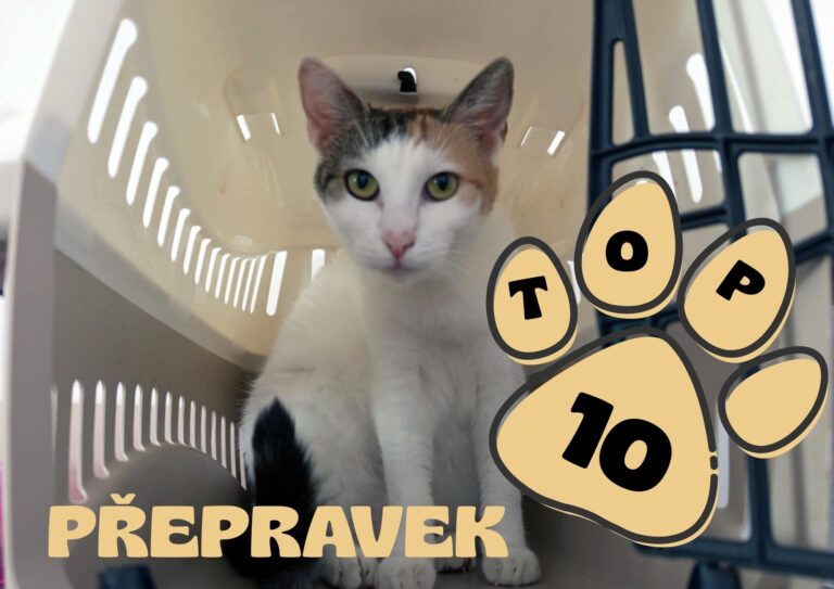Kočka v přepravce s nápisem top 10 přepravek