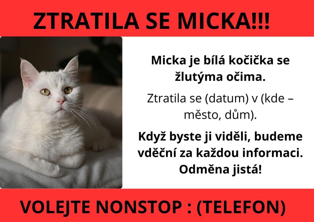 Ukázka letáku Hledá se kočka