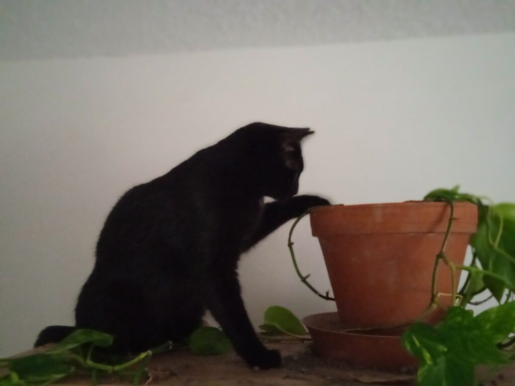 Kočka vyhrabává hlínu z květináče