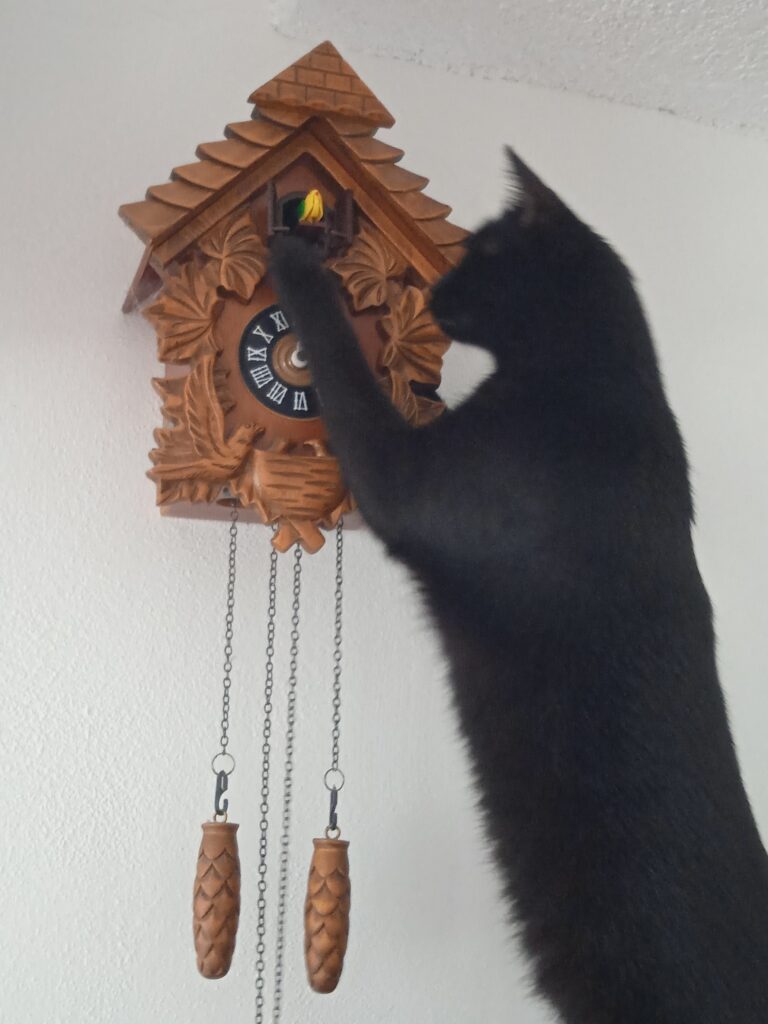 Kočka loví hodiny s kukačkou