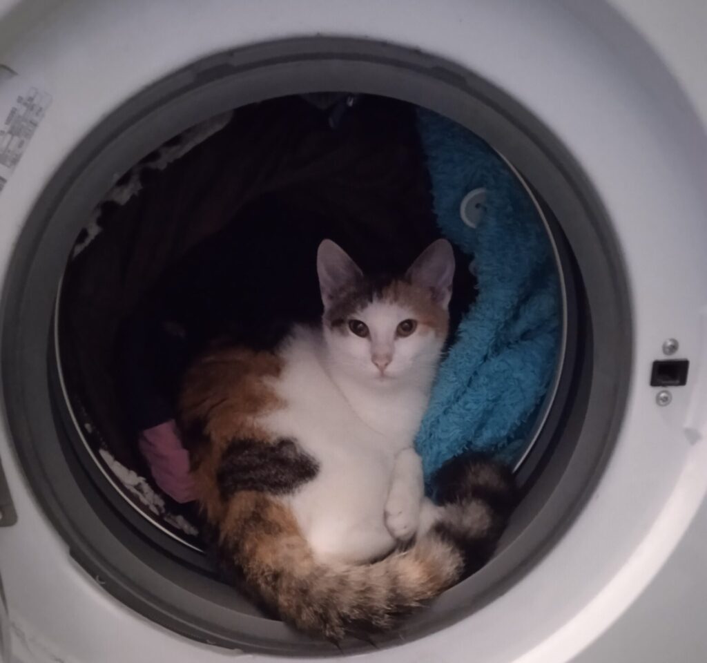 Bezpečný domov pro kočku - kočka v pračce