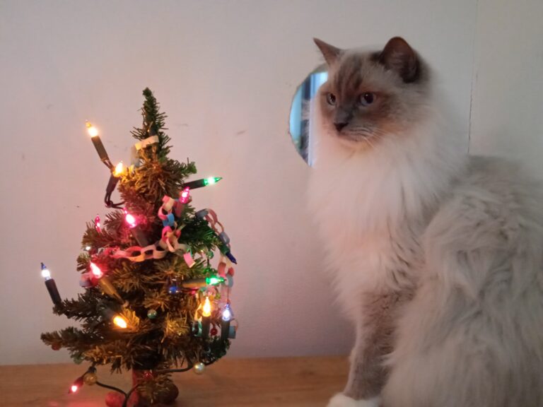 Kocour u vánočního stromečku