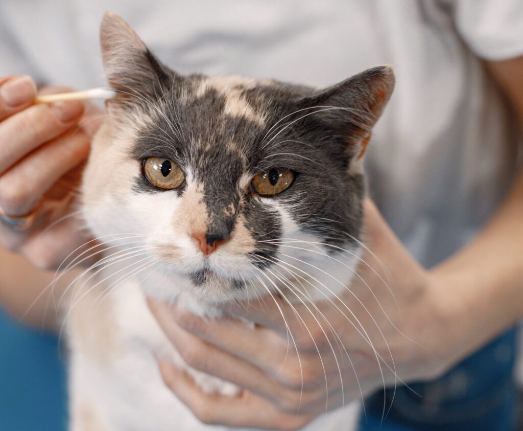 Čištění uší kočky na veterině