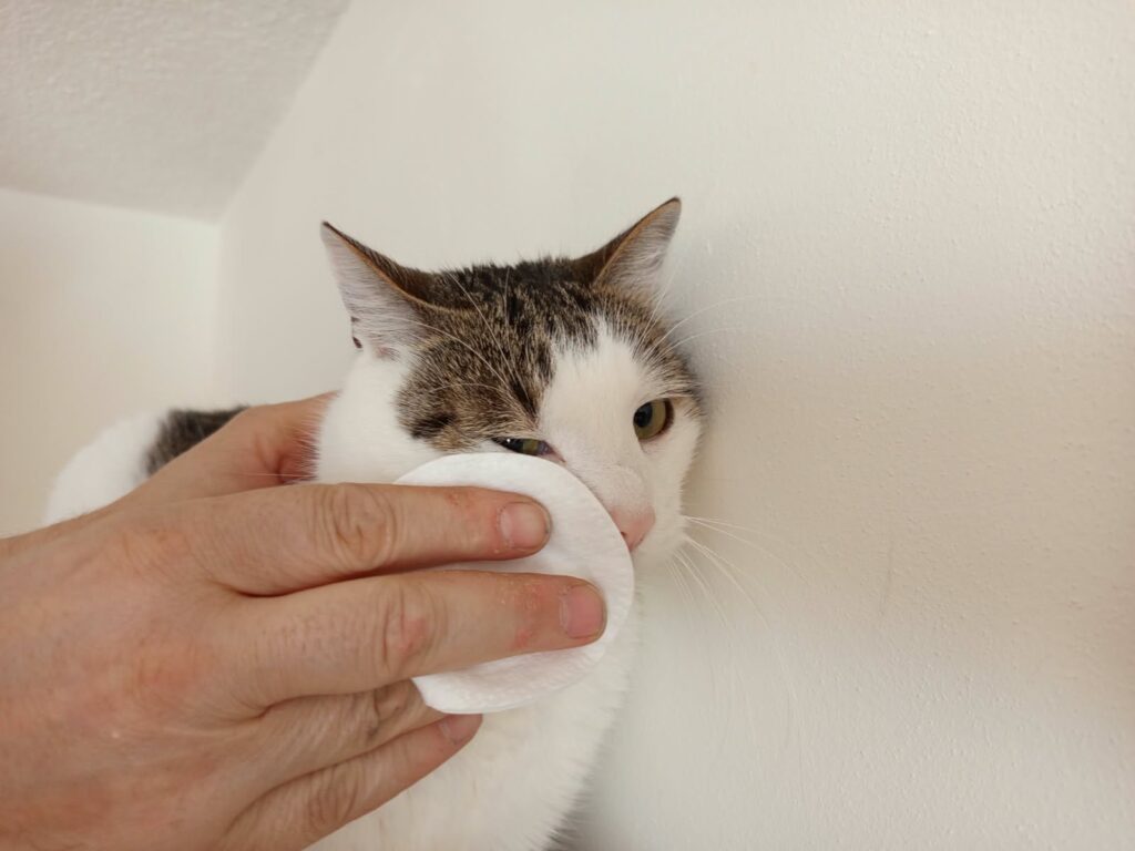 Čištění očního okolí u kocoura pomocí odličovacího tamponu